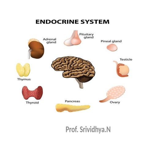 Endocrine -Review of anatomy and Physiology and Introduction.pptx