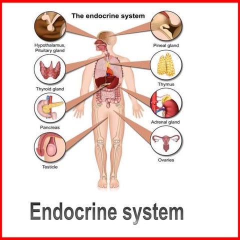 Endocrine about glands and Hormones secretiom