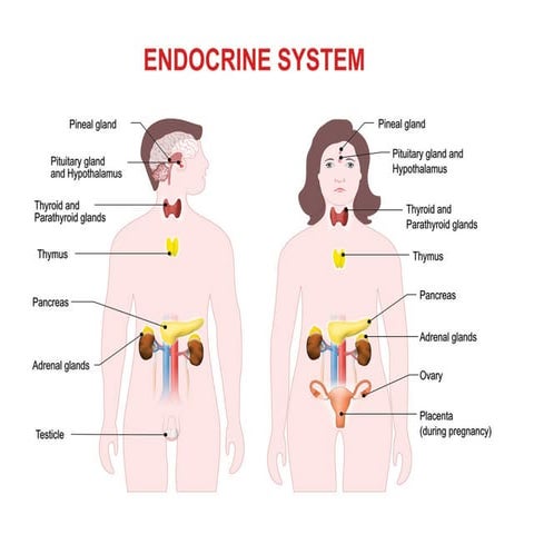 ENDOCRINE DISORDERS PRESENTATIONS ON HAP | PPTX
