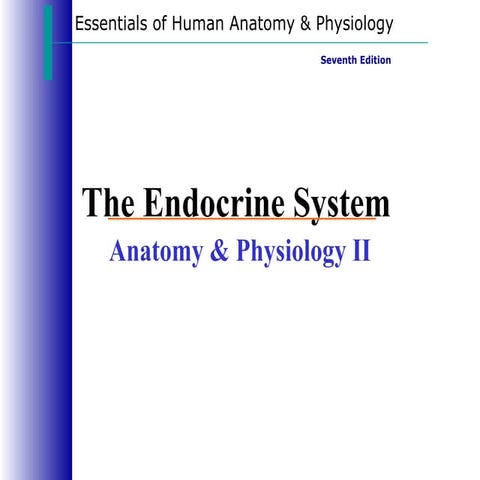Endocrine System Notes