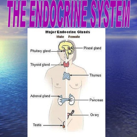 Endocrine system