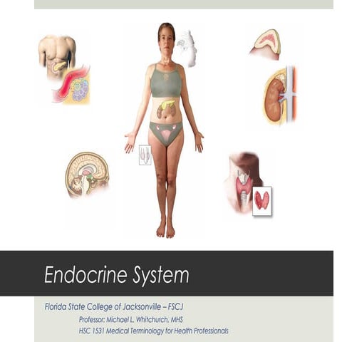 Endocrine System