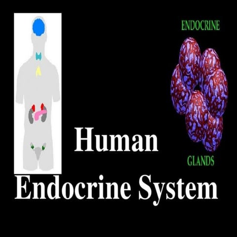 Endocrine system