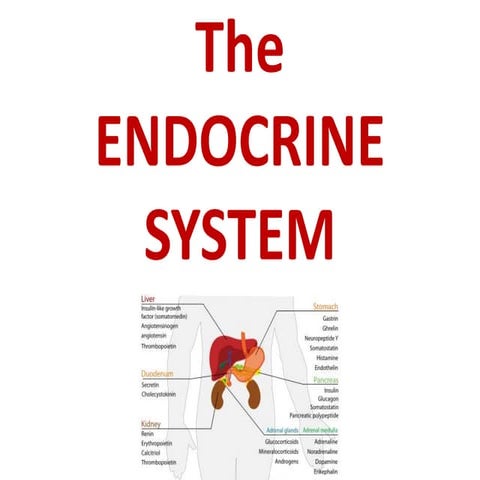 Endocrine system