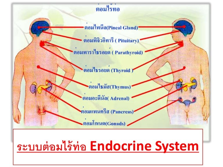 ระบบต่อมไร้ท่อ Endocrine system