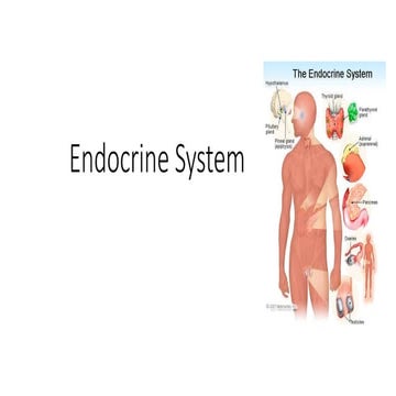 Endocrine system