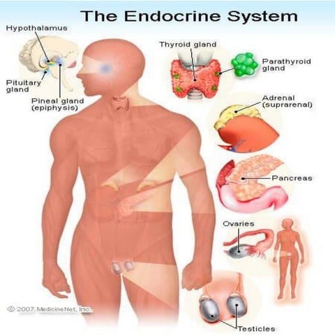 Endocrine System Anatomy | PPTX