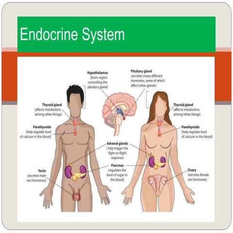 Endocrine System @.pptx