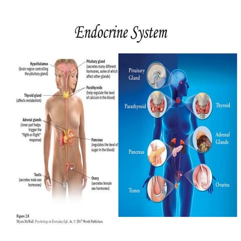 Endocrine System. Endocrine glands , types,hormone and functions