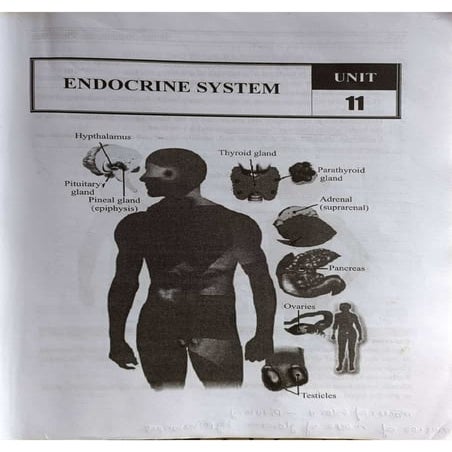 ENDOCRINE SYSTEM Anatomy and Physiology Anisha Singh | PDF