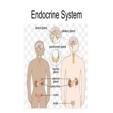 Endocrine system importance in all aspects