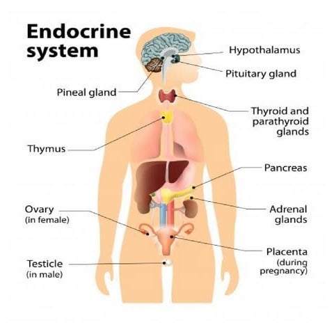 Endocrine Glands (Structure and Function) | PPTX