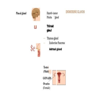 endocrine system for science explaination | PPTX