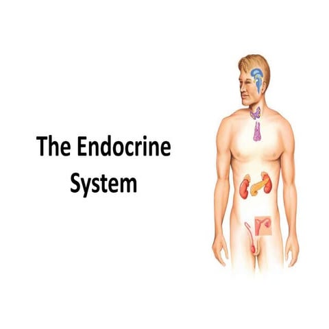 Endocrine system overview - HS Anatomy and Physiology