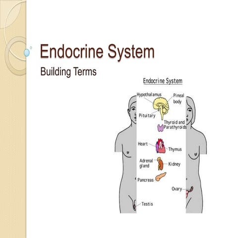 Endocrine system2 | PPTX