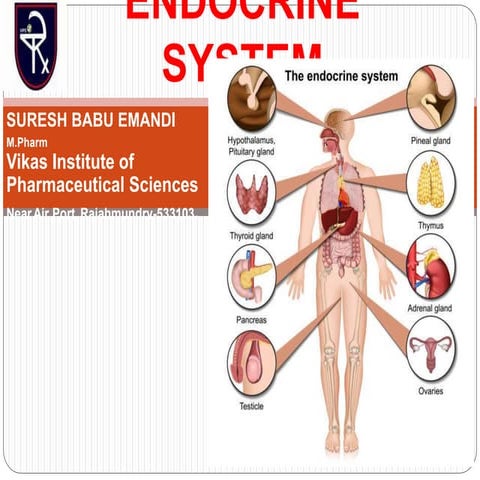 ENDOCRINE SYSTEM 