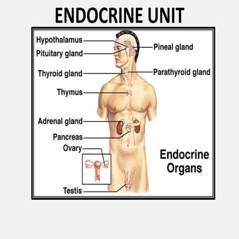 Endocrine System~3