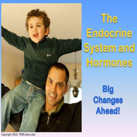 Endocrine system and hormones
