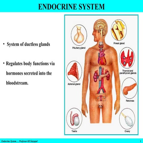 Endocrine system & disorders, gland by gland