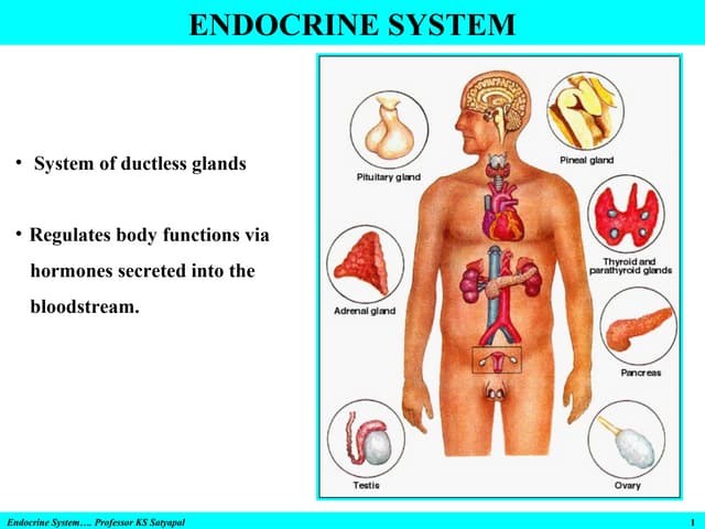 Endocrine system & disorders, gland by gland