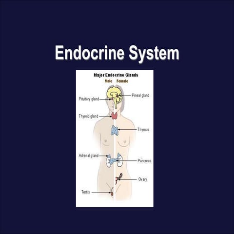 Endocrine_Systemnew.ppt