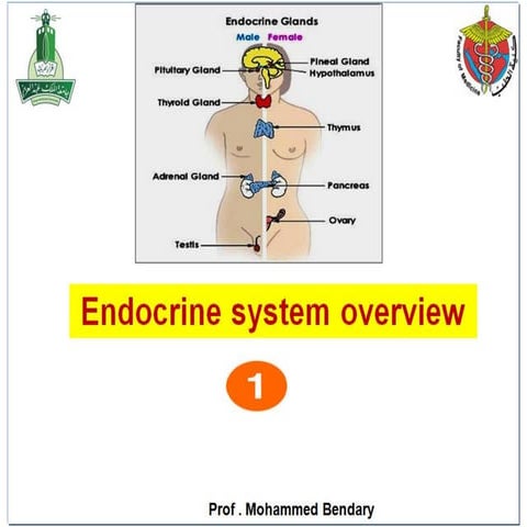 Endocrine system overview Prof. Mohamed Bendary.pdf