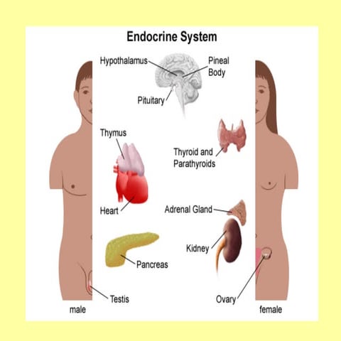Endocrine System Notes Blevins 7th Grade Science