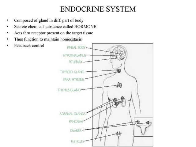 Endocrine system