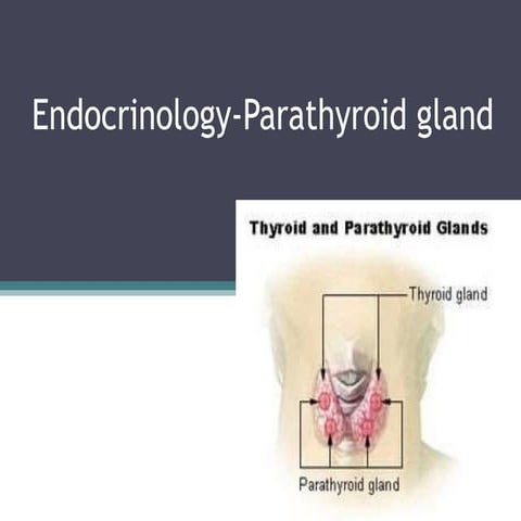 Endocrinology parathyroid gland