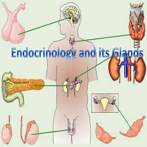 Endocrinology and its Glands