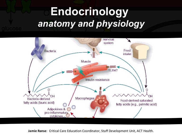Endocrinology anatomy and physiology