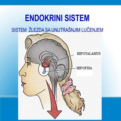 Endokrini sistem | PPT