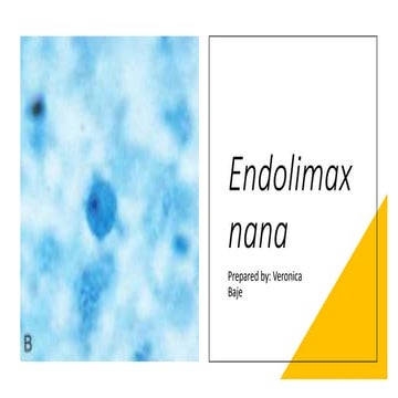 Endolimax nana