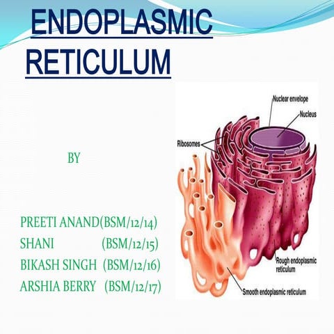 Endoplasmic reticulum