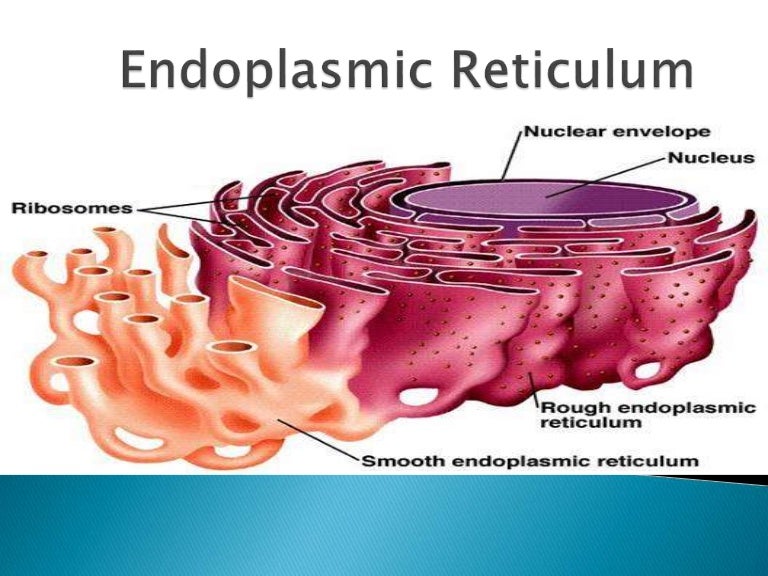 Endoplasmic reticulum cell Organelle