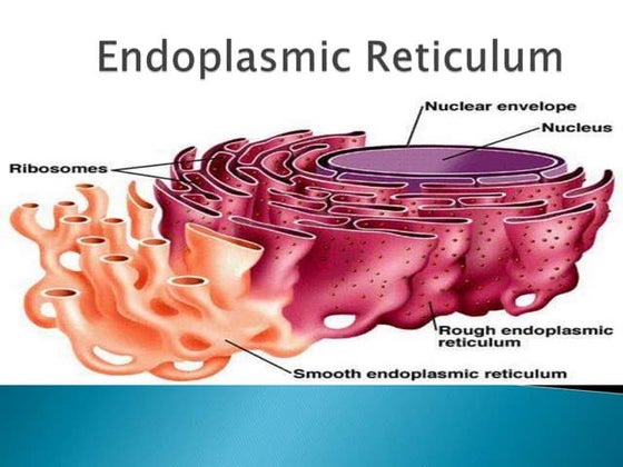 Golgi apparatus ppt (introduction structure and Function) | PPT