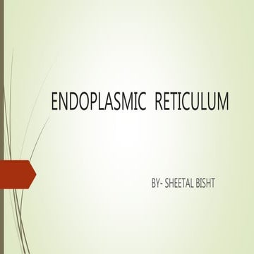 Endoplasmic  reticulum