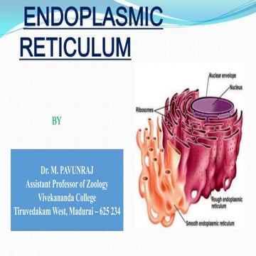 Endoplasmic reticulum