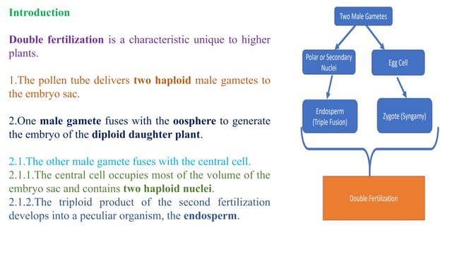 seed : structure, parts of a seed, types | PPTX