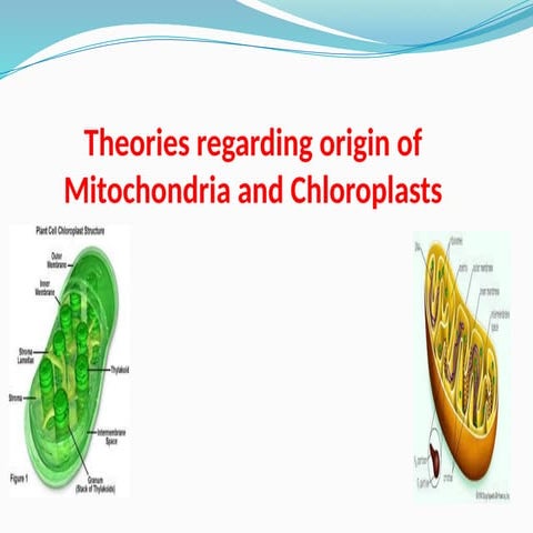 Endosymbiotic.pptx Theories of origin of chloroplast and mitochondria