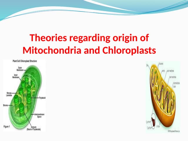 Endosymbiotic.pptx Theories of origin of chloroplast and mitochondria