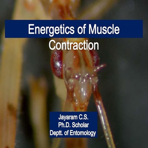 Insect Muscular System