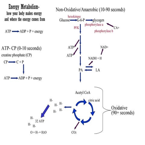 Energy Metabolism In The Body