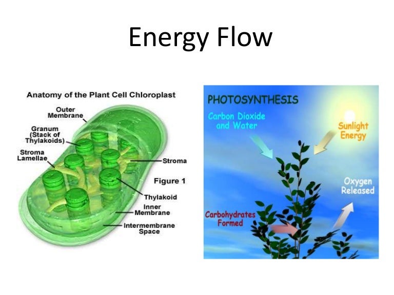 Energy flow (1)