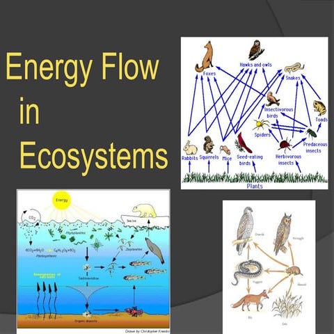 Energy flow in ecosystem | PPT
