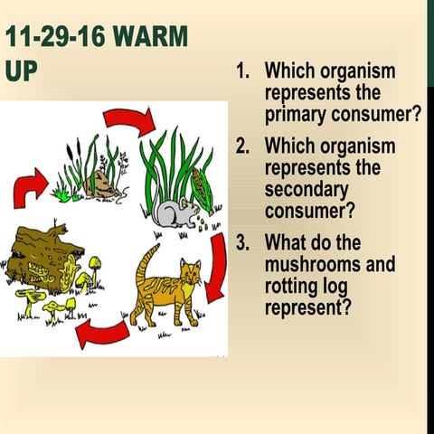 Energy pyramid lesson