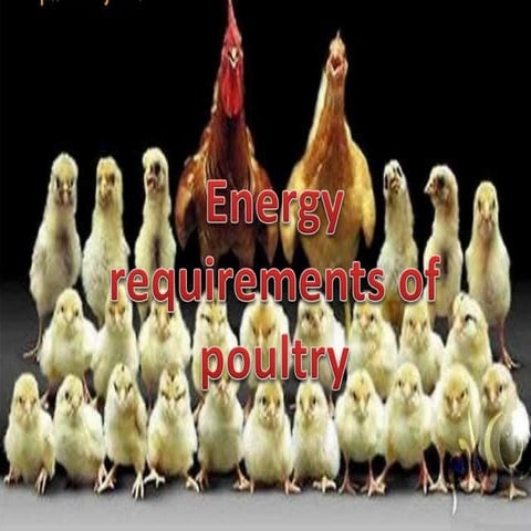 Energy requirments of poultry by Dr sunil kumar B