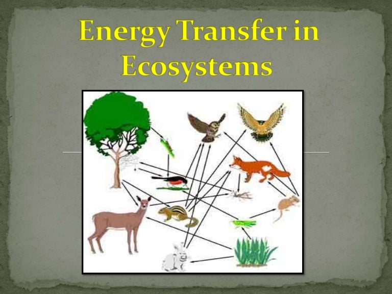Energy Transfer in Ecosystems