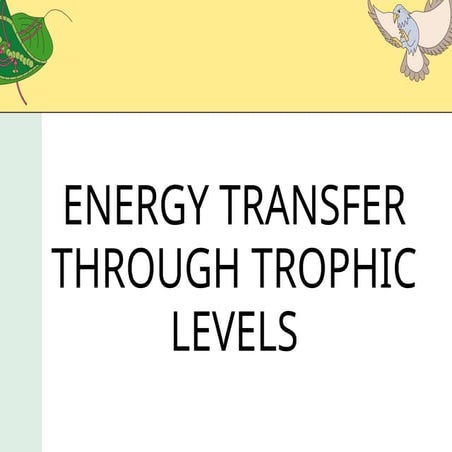 Trophic levels energy and pyramids | PPT