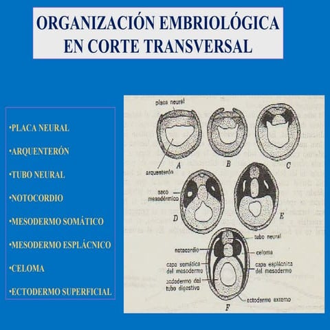  EL CORAZÓN ANATOMÍA 